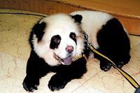 松狮染成熊猫要花上千元 宠物美容利润丰厚(图)