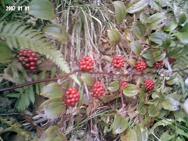 天台东北野溪沟------大同银板坑、下深坑探奇