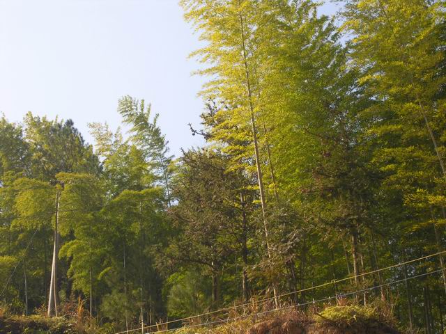 山村野曲