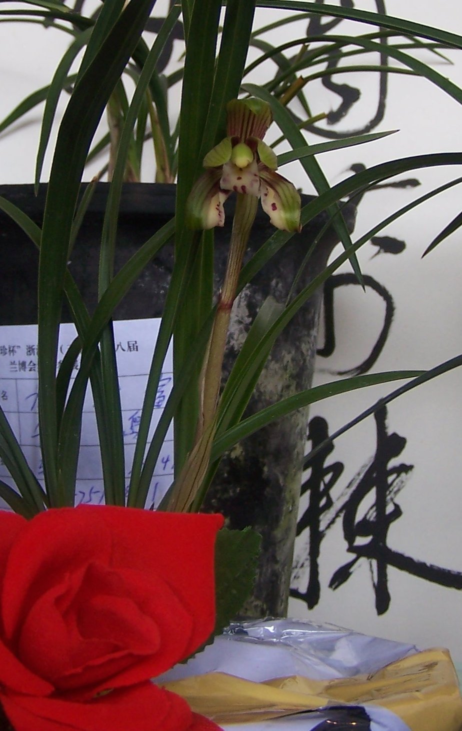 [原创]天台兰展上几个兰花照片〈