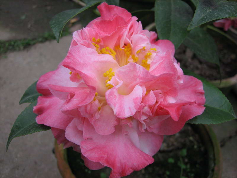 美丽的茶花````