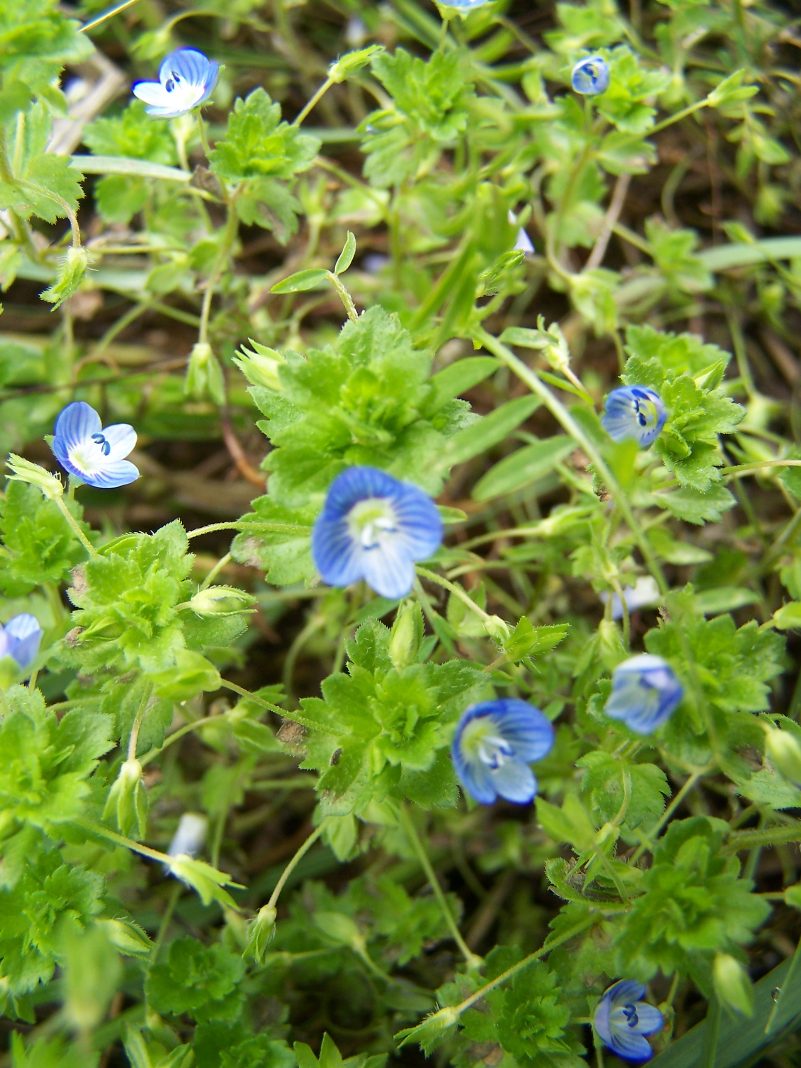 野花