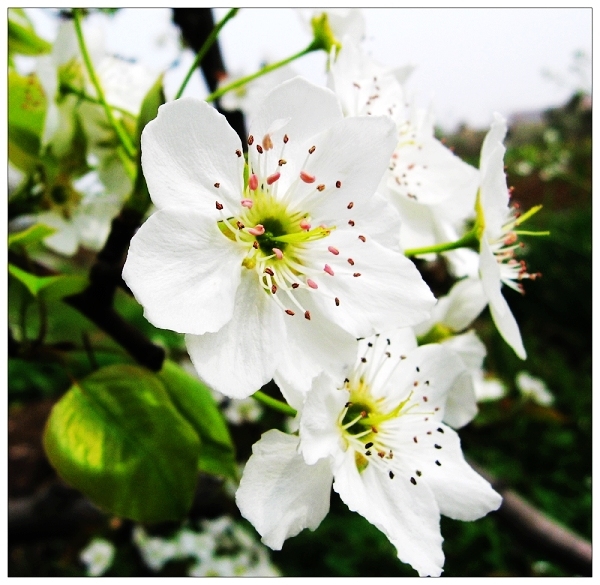 雷公渡的春日狂想