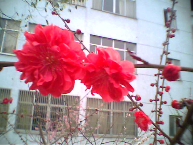 手机摄影专题帖