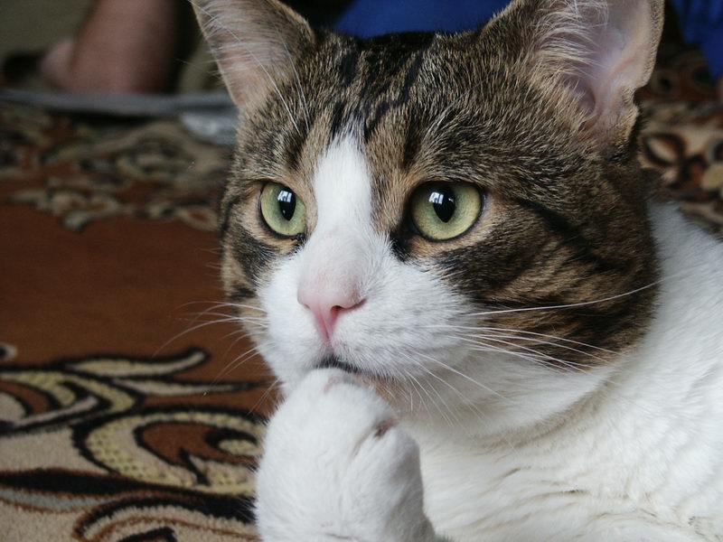 乐乐专集之自家多多猫