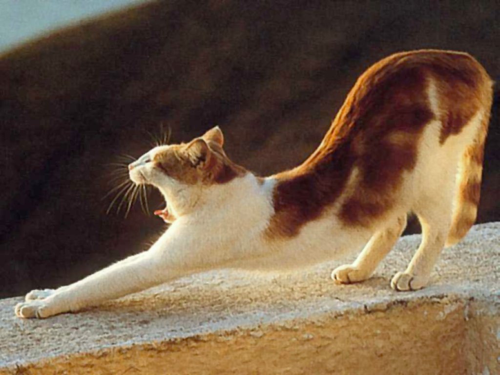 乐乐专集之自家多多猫