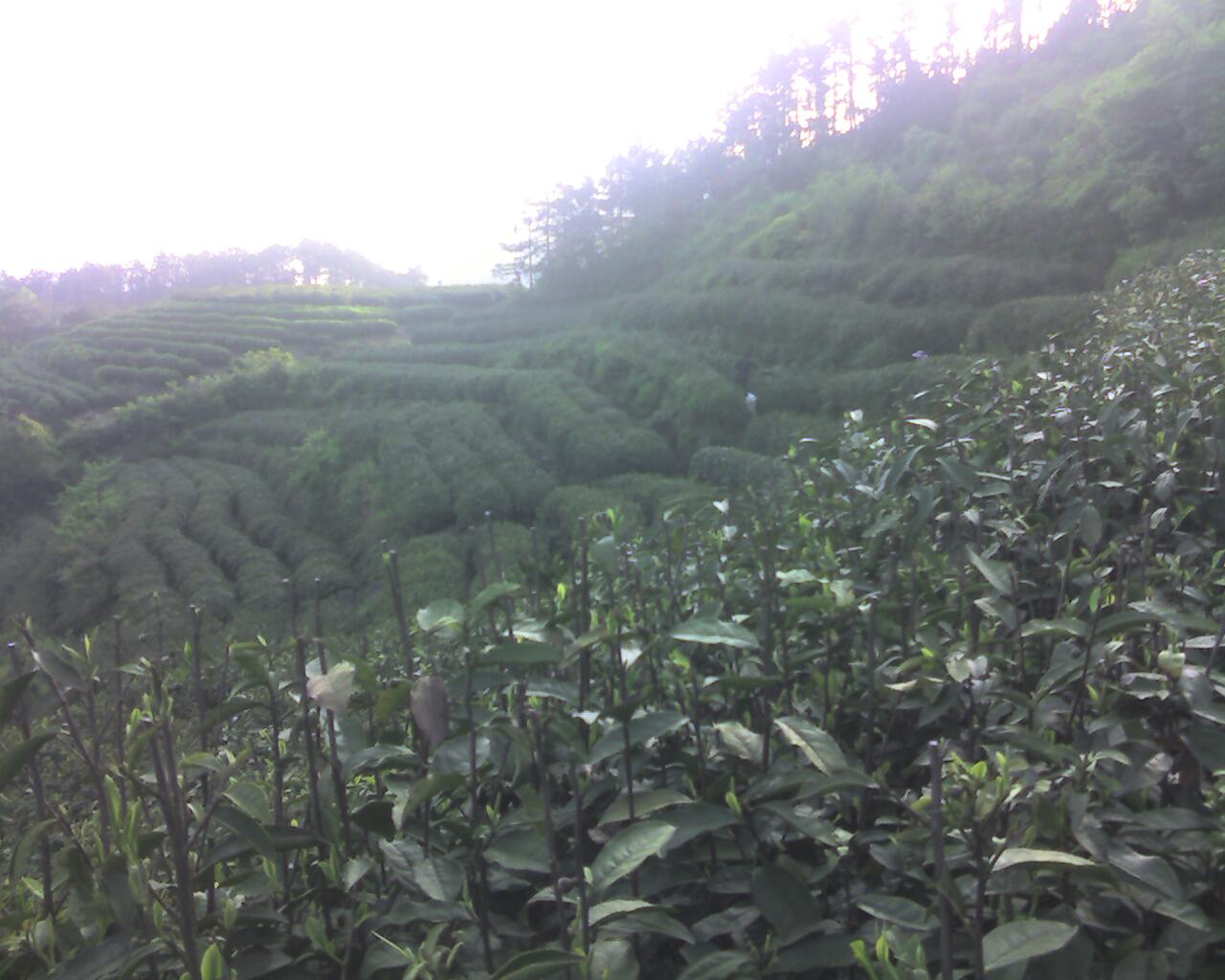 手机摄影专题帖