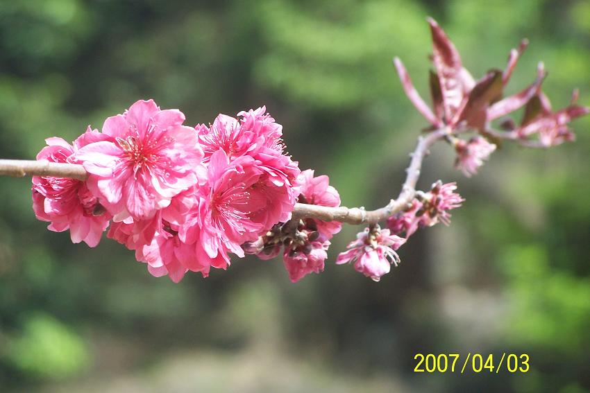 天台山风光