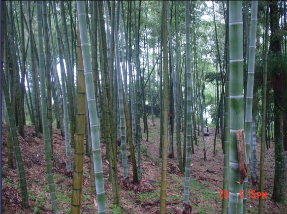 塔头寺活动照片.