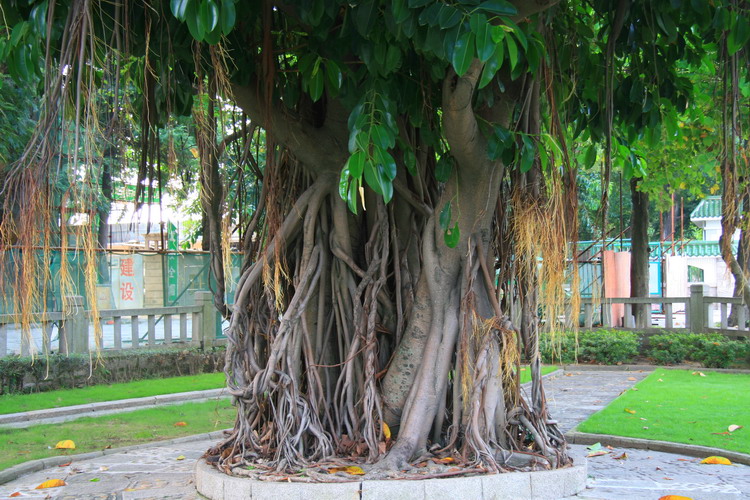 厦门游回来发几张