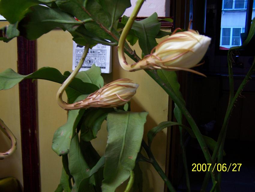 今夜，我家的昙花开了！