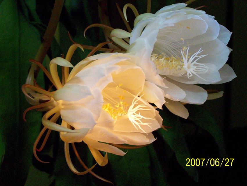 今夜，我家的昙花开了！