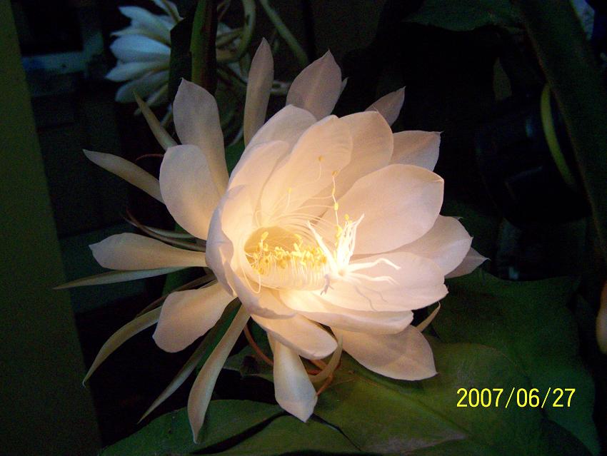 今夜，我家的昙花开了！