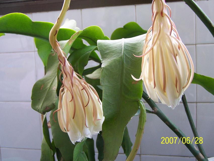 今夜，我家的昙花开了！