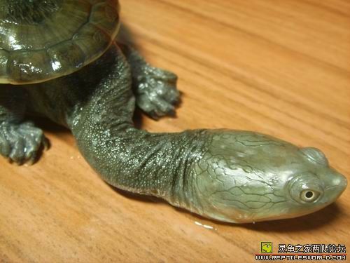 这样的乌龟见过没?