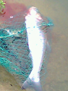 今天下午的收获............