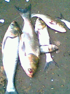 今天下午的收获............