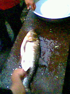 今天下午的收获............