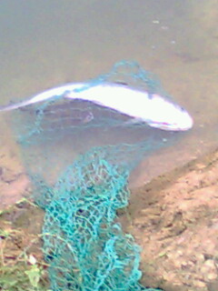 今天下午的收获............