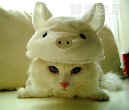 ⊙⊙⊙我想变成一只猪⊙⊙⊙