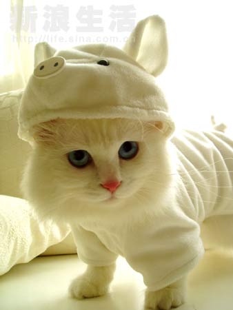 ⊙⊙⊙我想变成一只猪⊙⊙⊙