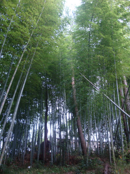 10月19日穿越紫凝山
