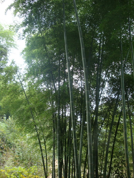 10月19日穿越紫凝山