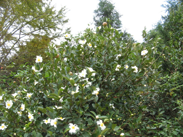 偶的08驴程(10.18~19龙潭—东海云顶—桃花坑)