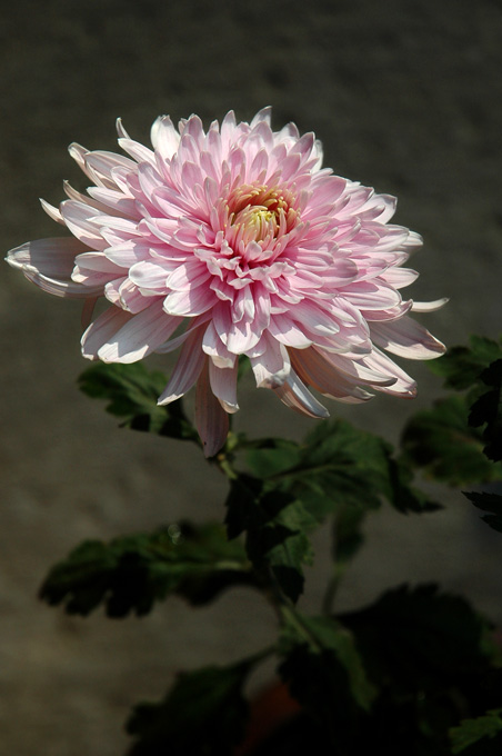 菊花朵朵