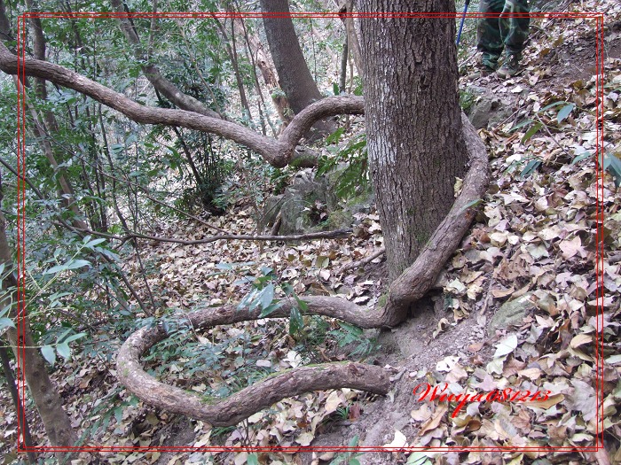 [天台驴友俱乐部]活动之------浙东大峡谷顺利归来!