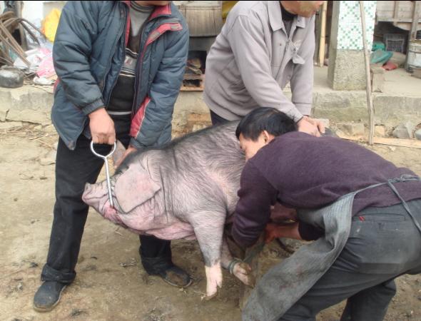 宰杀土猪全过程