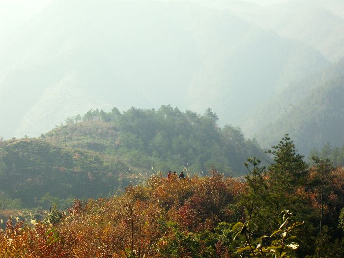 [原创]爬光秃秃的毛草山________吃火辣辣的酸菜鱼________摘铁蒂青的金橘子