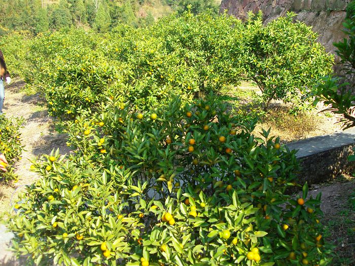 [原创]爬光秃秃的毛草山________吃火辣辣的酸菜鱼________摘铁蒂青的金橘子