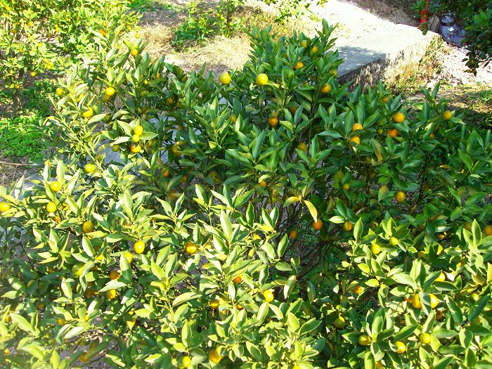 [原创]爬光秃秃的毛草山________吃火辣辣的酸菜鱼________摘铁蒂青的金橘子