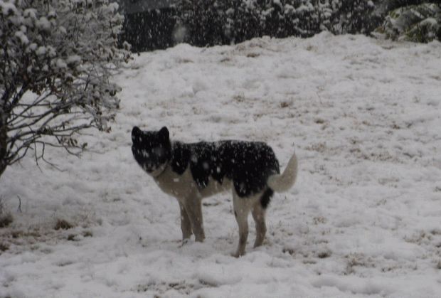 雪飘国清