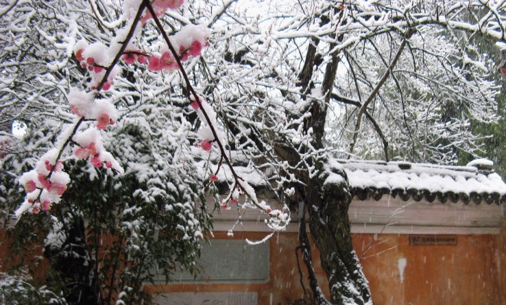 雪飘国清