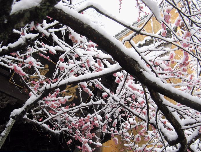 雪飘国清