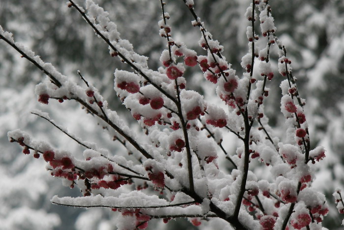 雪中国清寺