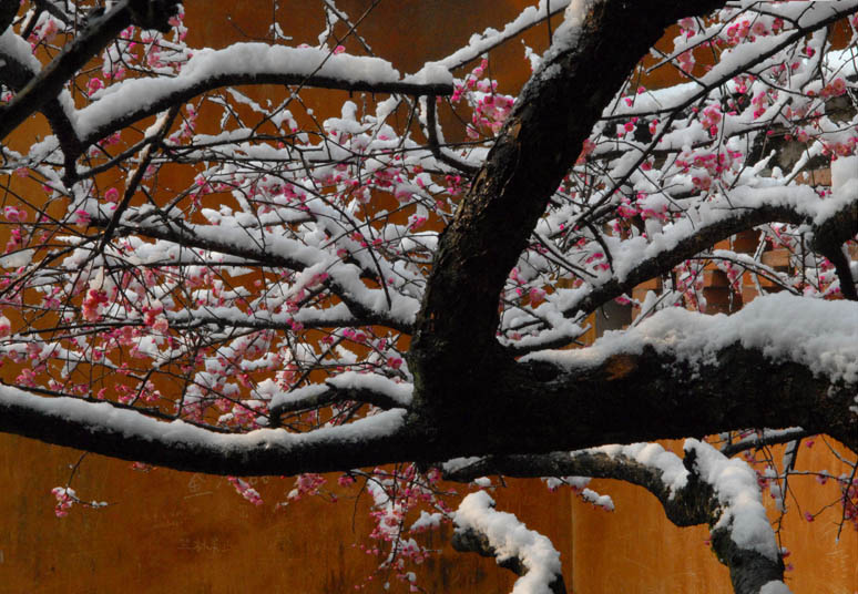 雪