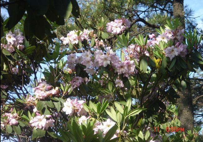 5月11日.华顶看杜鹃活动照片.