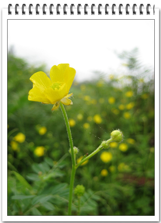 野花