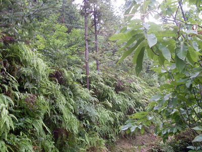 南山摘杨梅