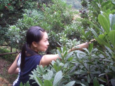 南山摘杨梅