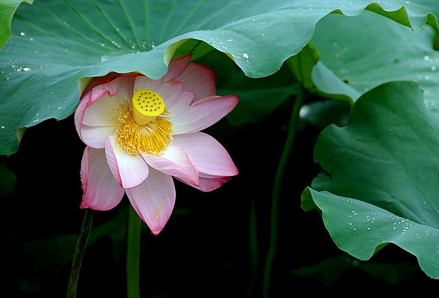 荷花