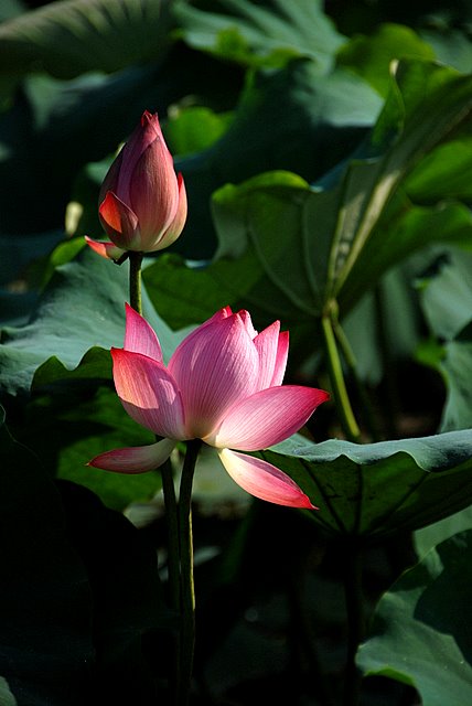 荷花