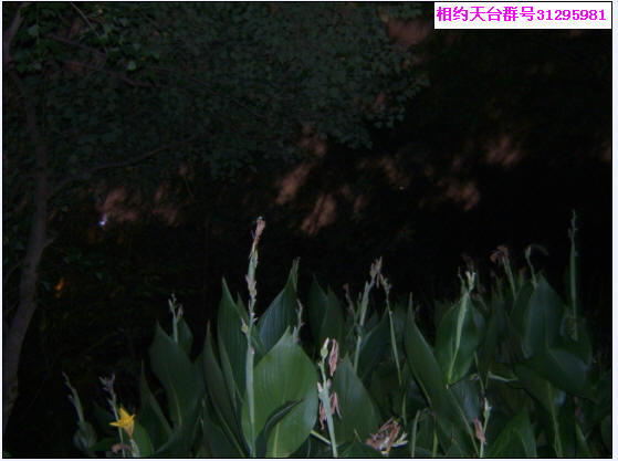 回归林夜景