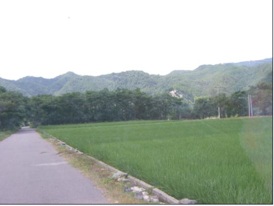 幸手拍来的野花