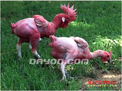 恶心死你的KFC