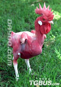 恶心死你的KFC