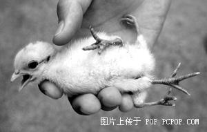 恶心死你的KFC